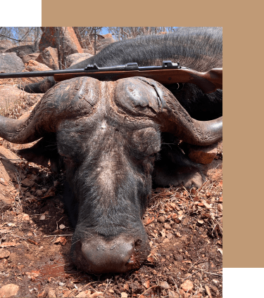 Rondekop Safari Animals