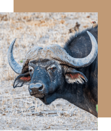 Rondekop safari