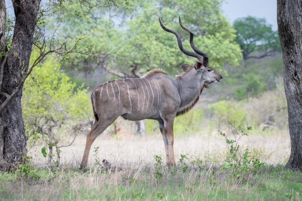 African hunting