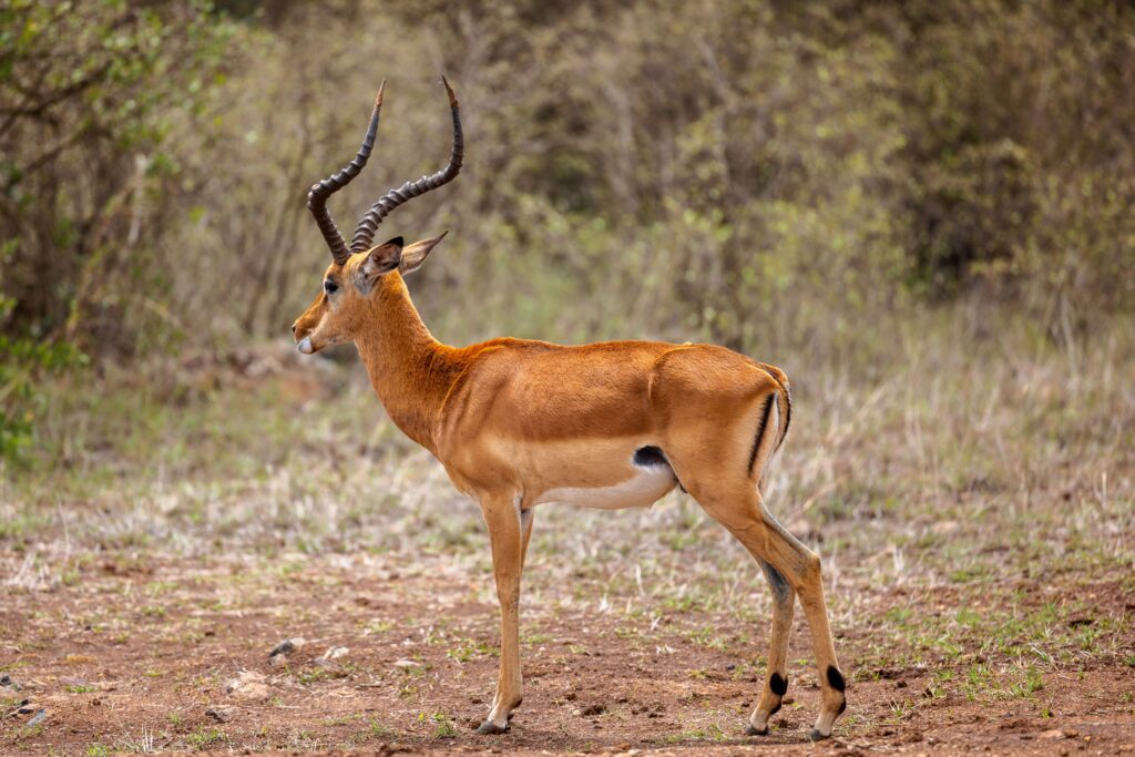 Rondekop safari
