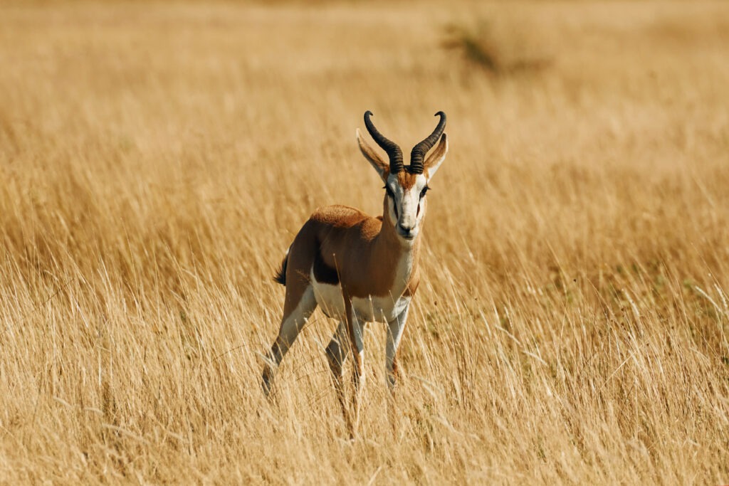 African hunting