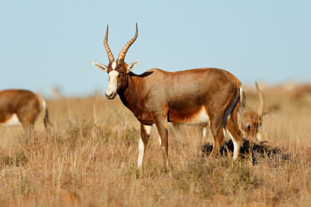 African hunting