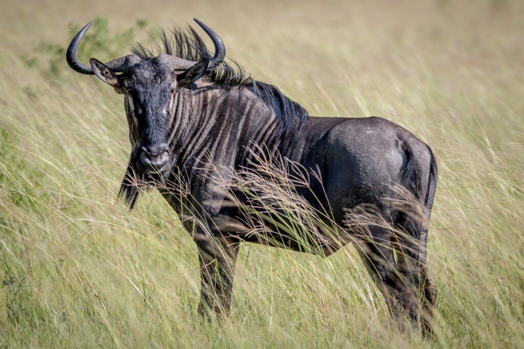 Rondekop safari