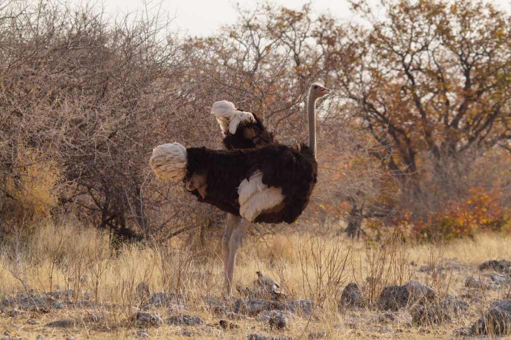 African hunting