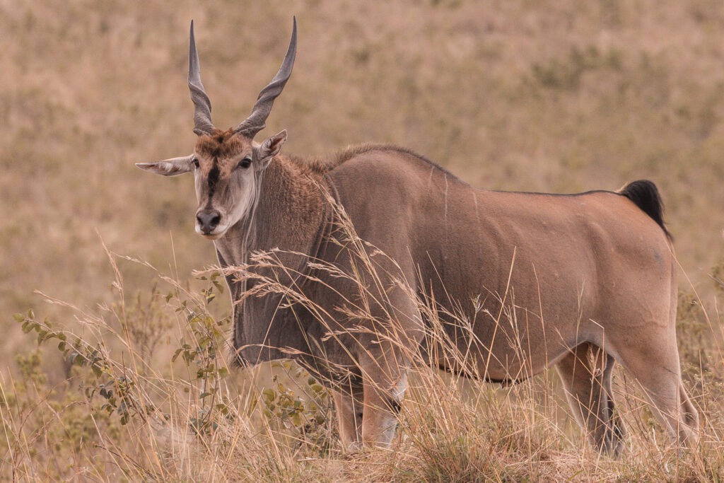 Rondekop safari