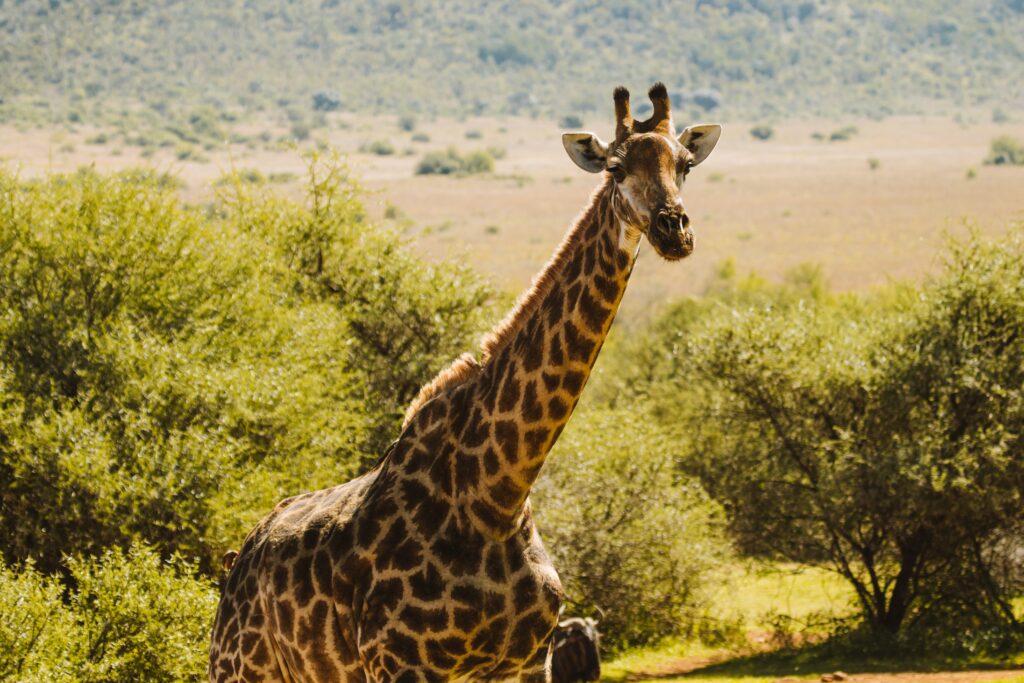 Rondekop safari