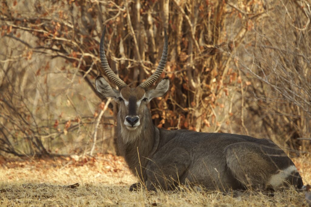 African hunting