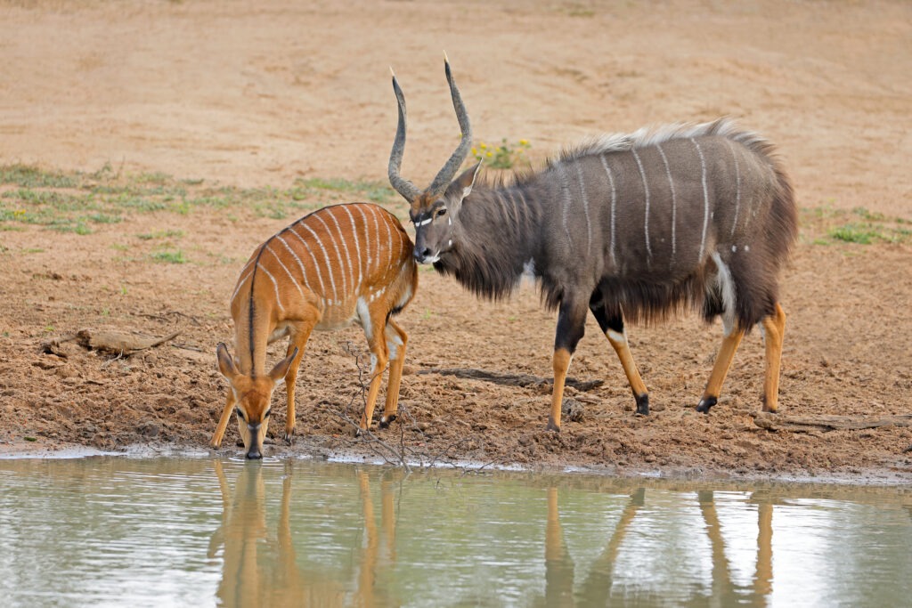 Rondekop safari