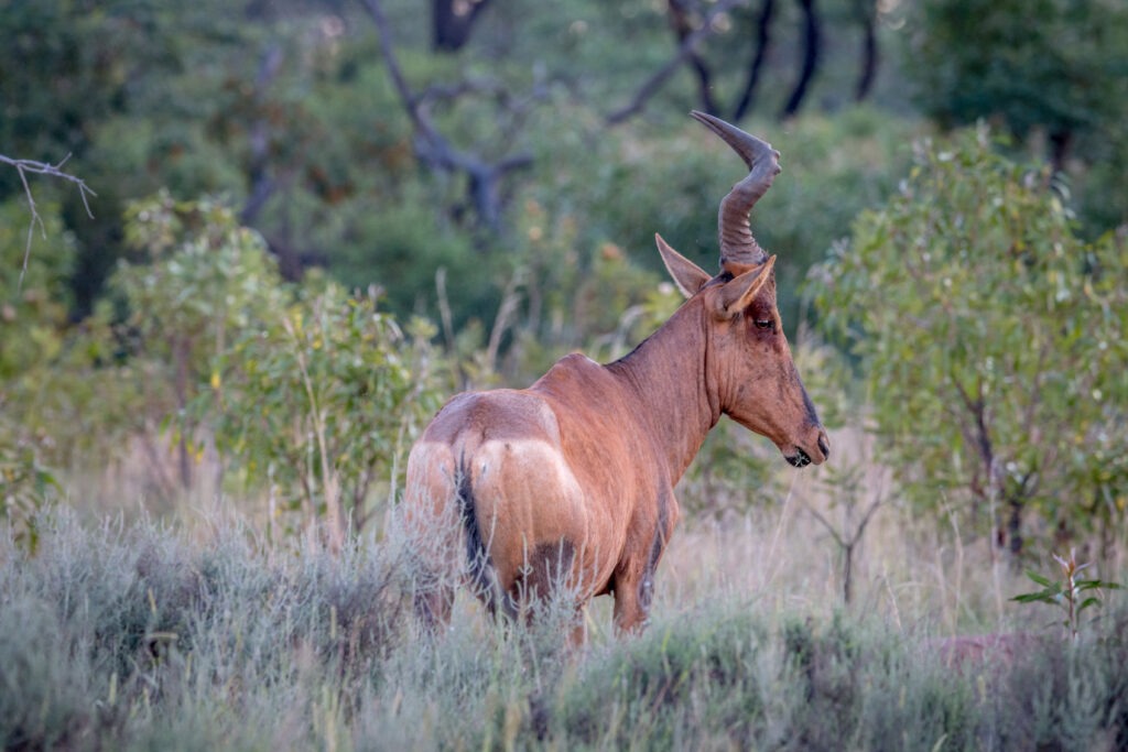 African hunting