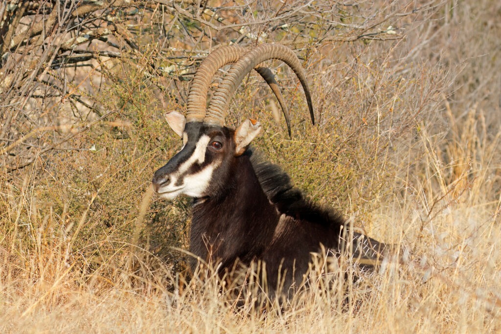 African hunting