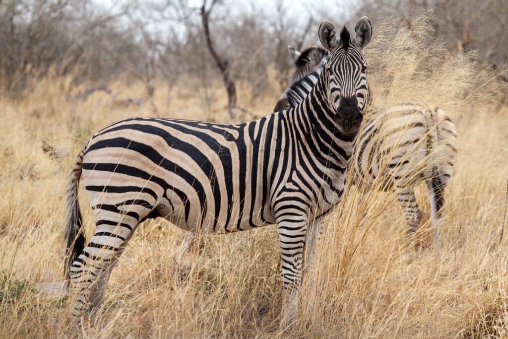 African Safari Rondekop safari